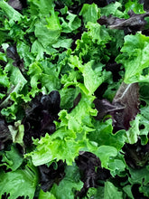 Load image into Gallery viewer, Lettuce Mix
