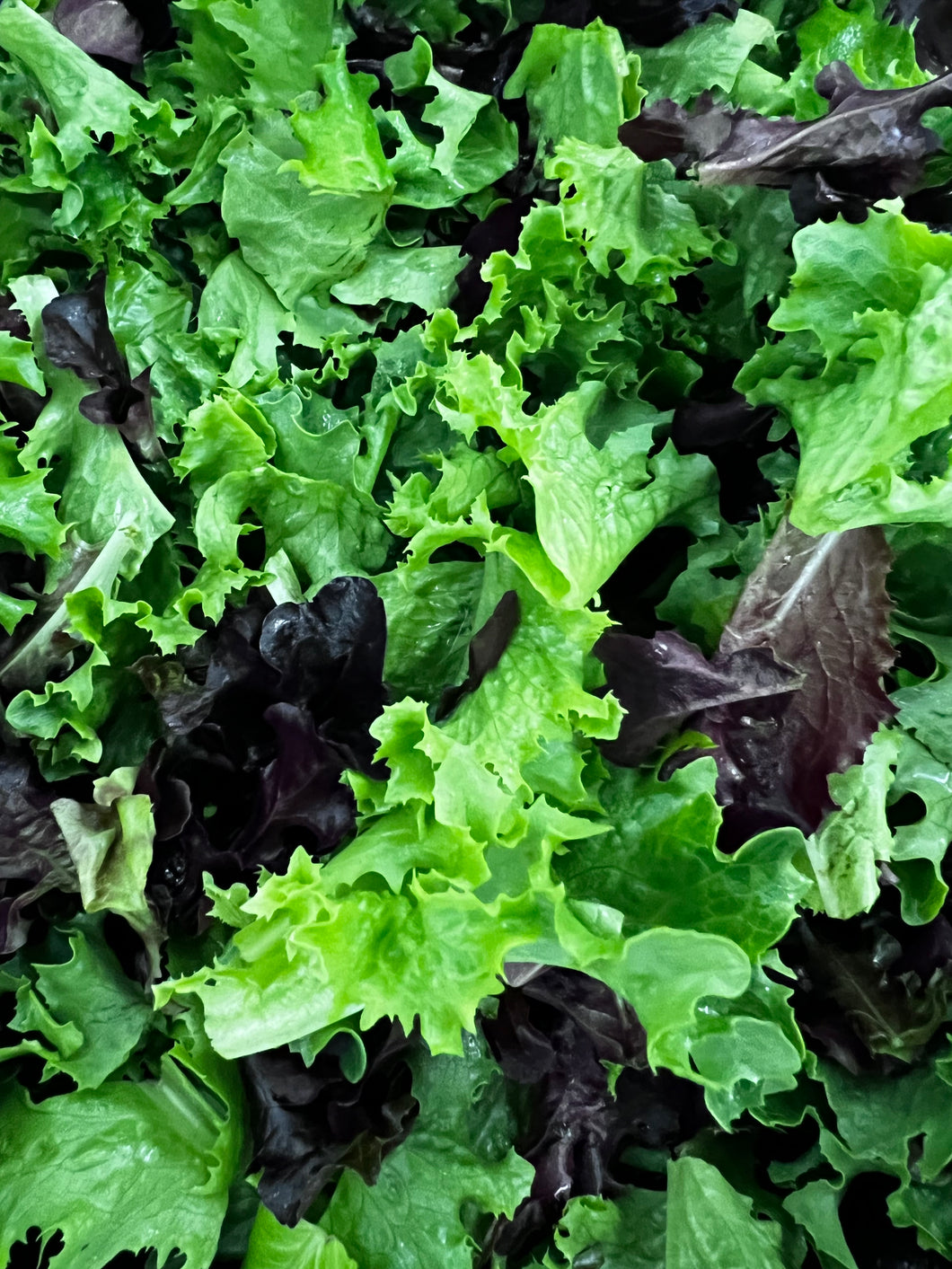 Lettuce Mix