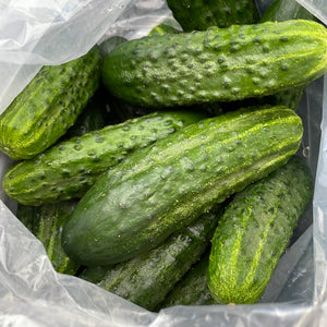 Pickling Cucumbers