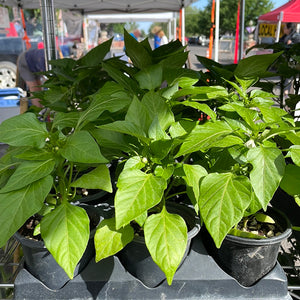 Pepper starts