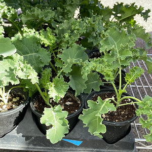 Kale Starts