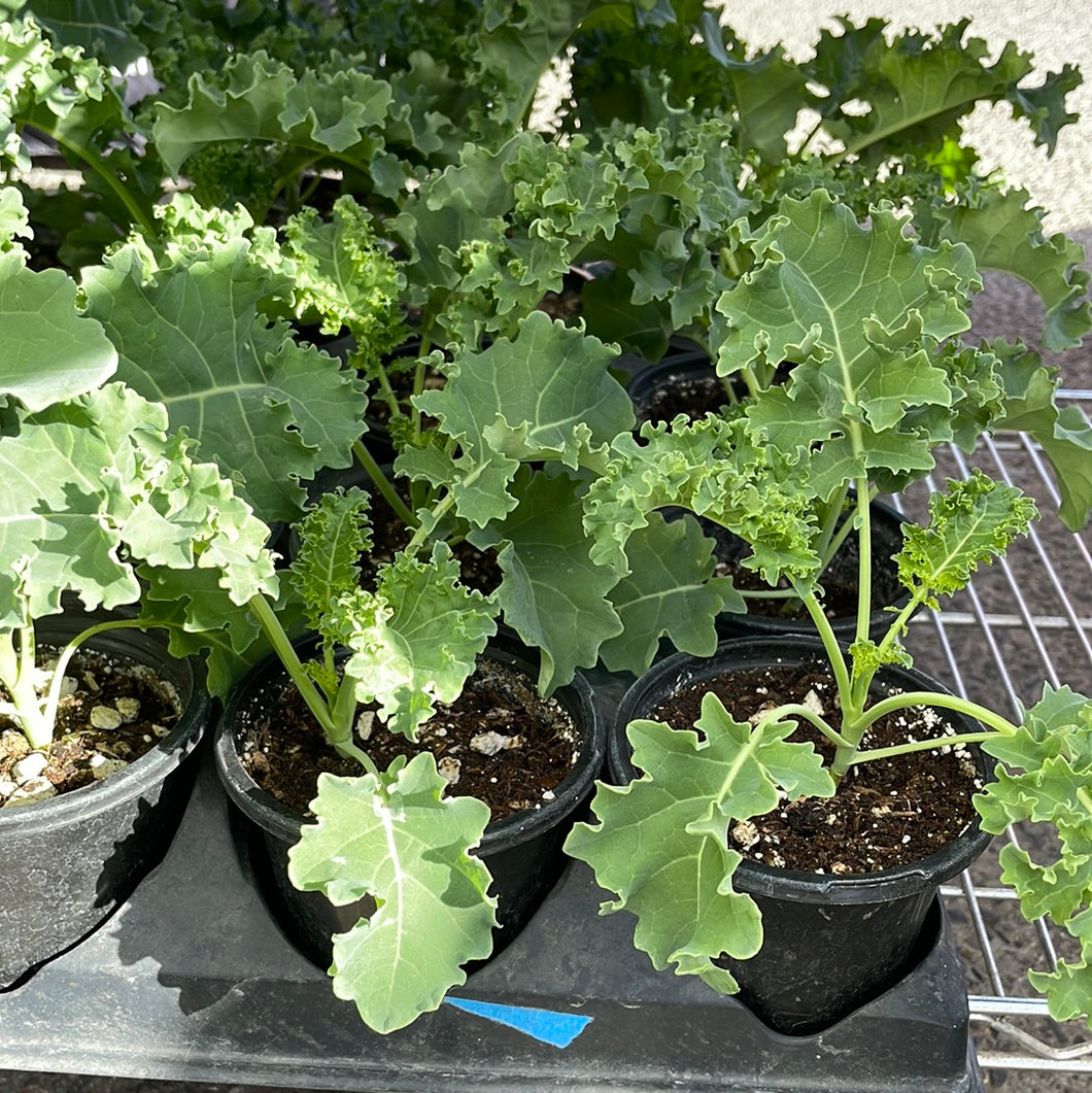 Kale Starts